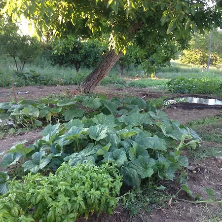 Antica Conca D'oro Farmház Ogliastro Cilento