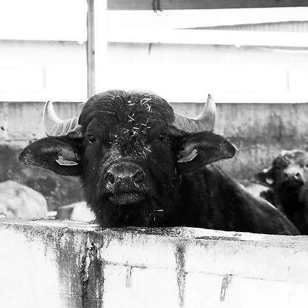 Farmház Antica Conca D'oro *