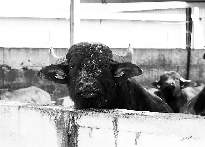 Alojamento de Turismo Rural Antica Conca D'oro *