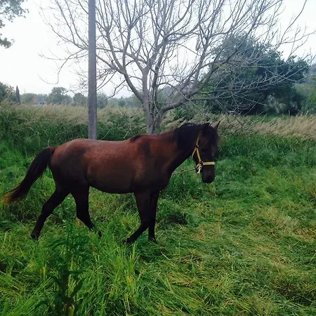 Alloggio per agriturismo Antica Conca D'oro *